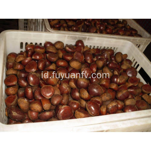 Chestnut segar Dandong terbaik